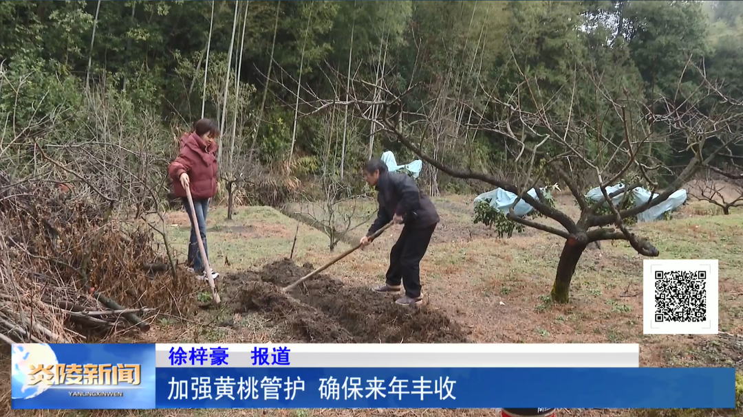 加强黄桃管护 确保来年丰收