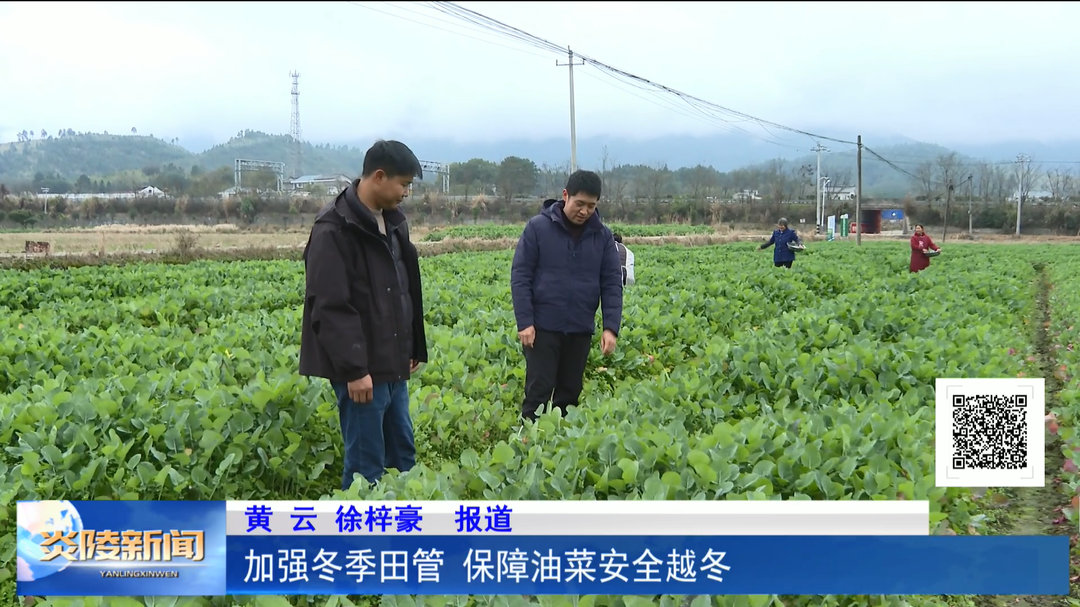 加强冬季田管 保障油菜安全越冬