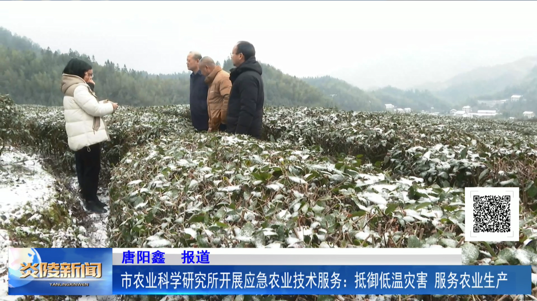 市农业科学研究所开展应急农业技术服务：抵御低温灾害 服务农业生产