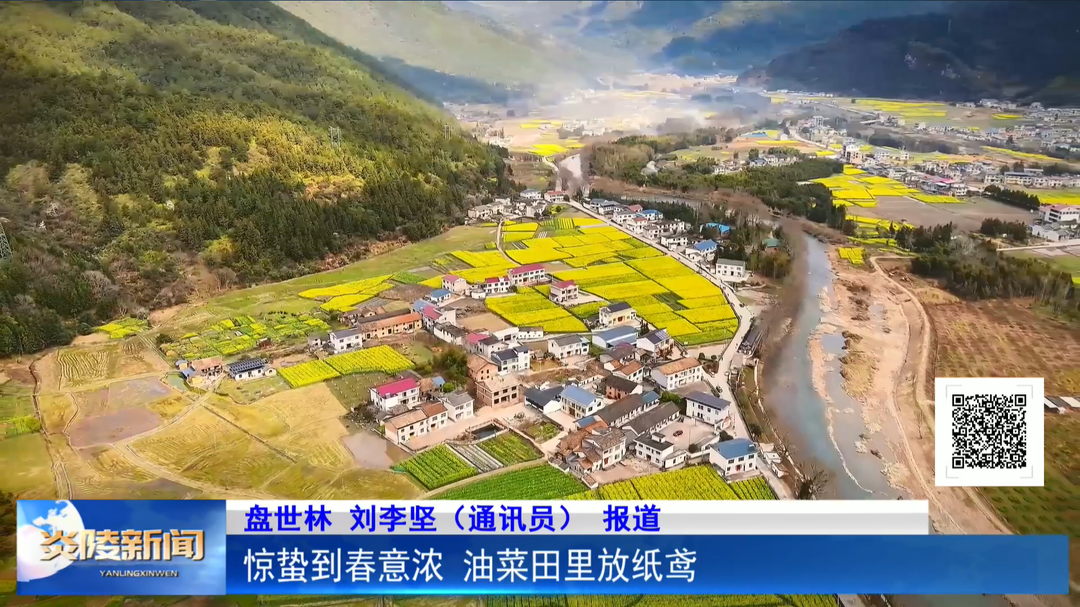 惊蛰到春意浓 油菜田里放纸鸢