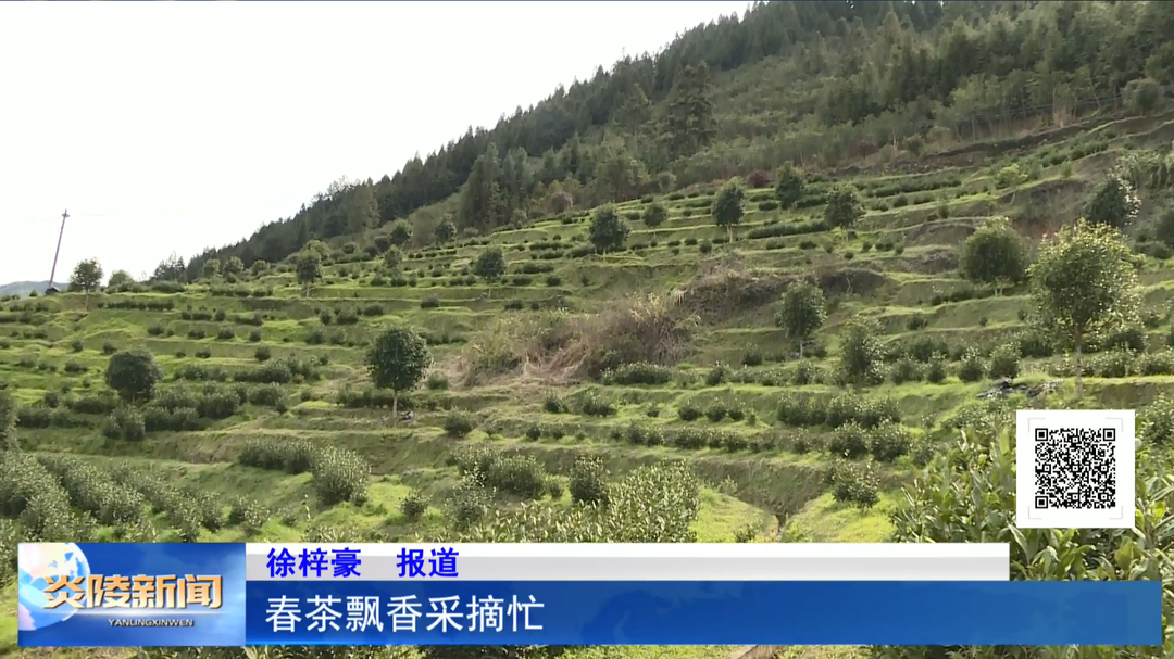 春茶飘香采摘忙