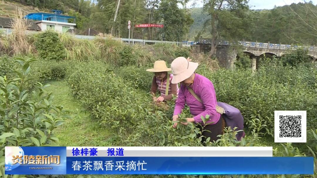 春茶飘香采摘忙