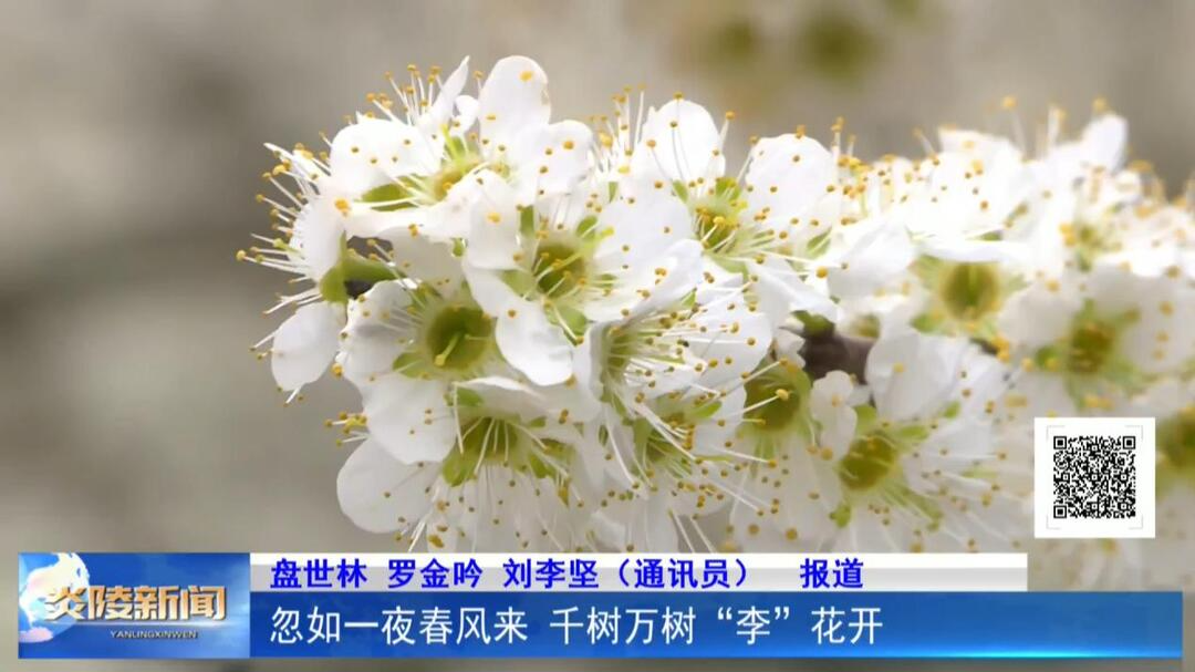 忽如一夜春风来 千树万树“李”花开