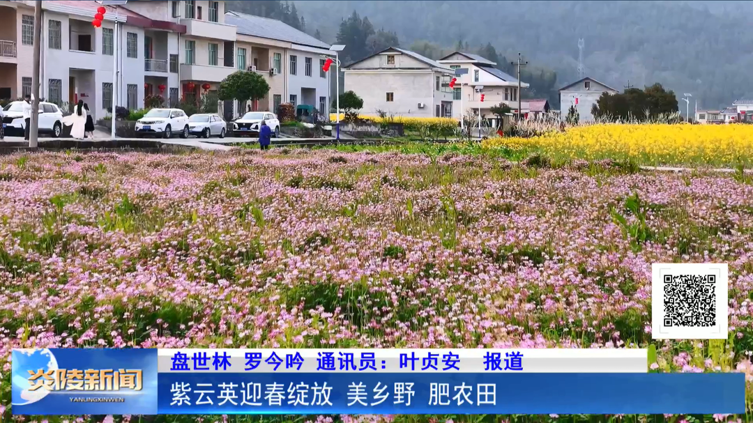 紫云英迎春绽放 美乡野 肥农田