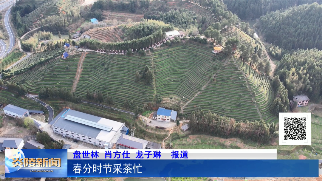 春分时节采茶忙