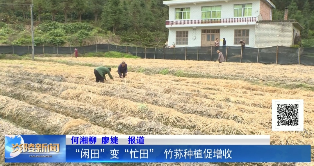 “闲田”变“忙田” 竹荪种植促增收