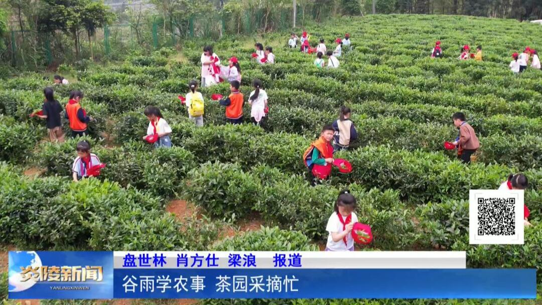 谷雨学农事 茶园采摘忙