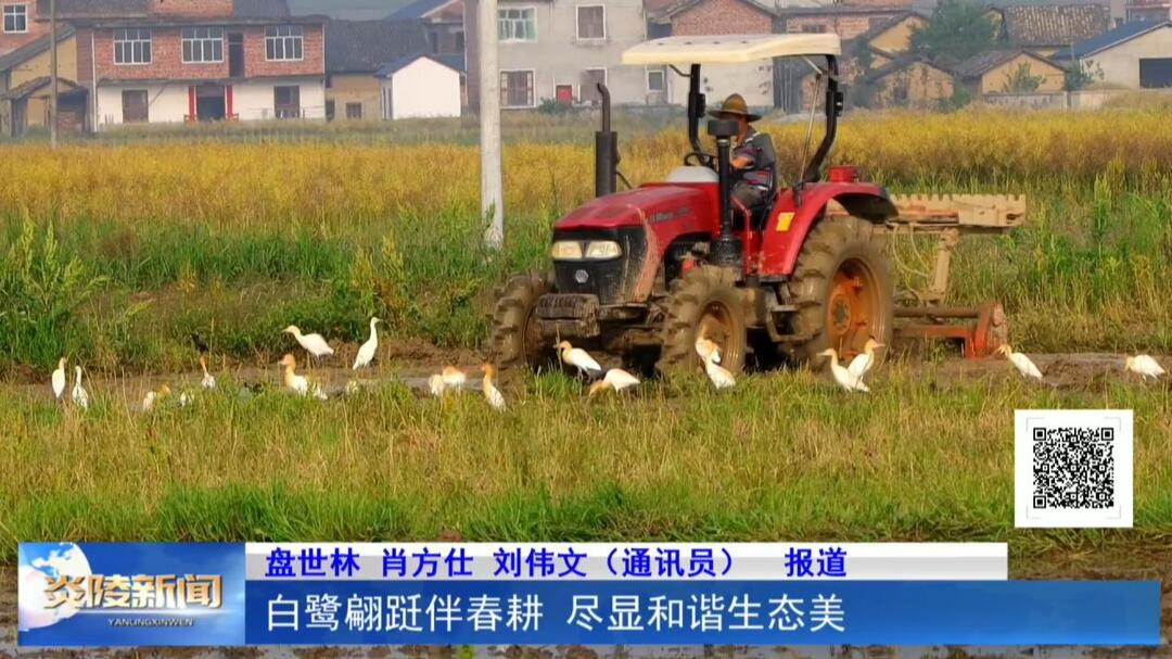 白鹭翩跹伴春耕 尽显和谐生态美