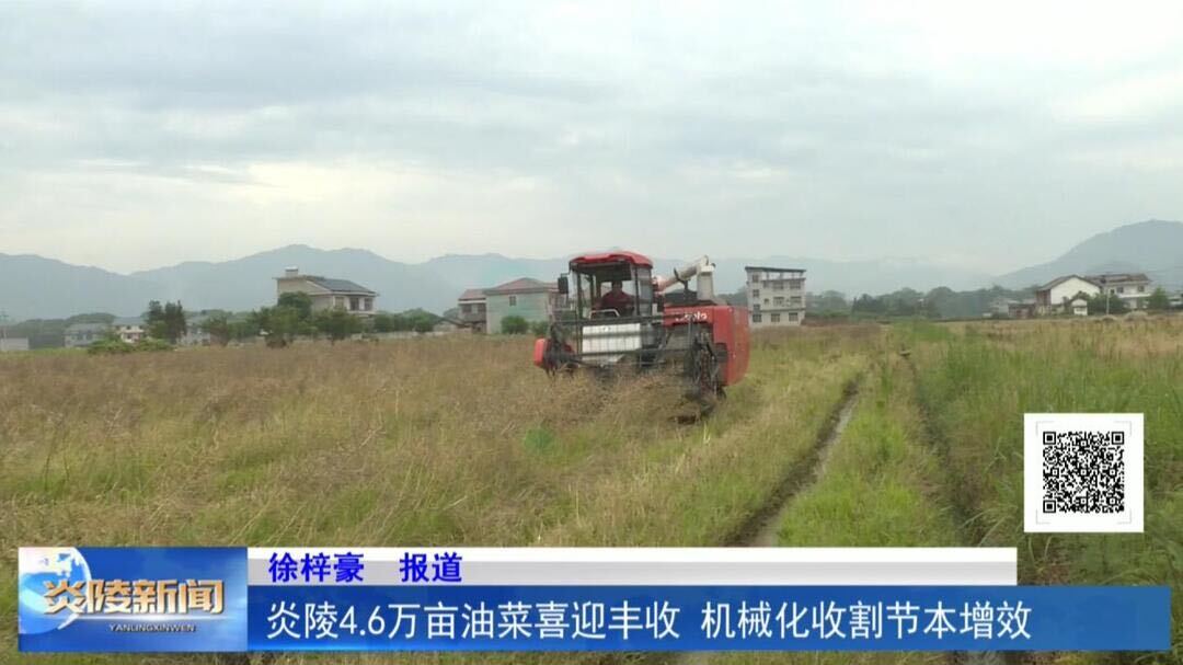 炎陵4.6万亩油菜喜迎丰收 机械化收割节本增效