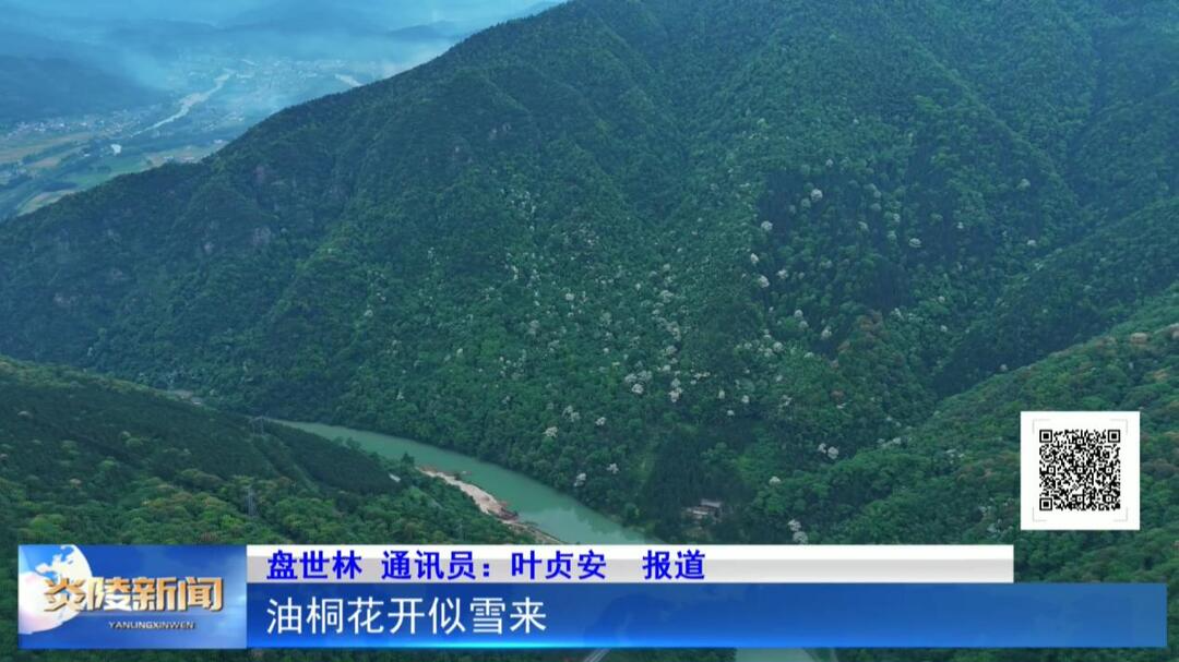 油桐花开似雪来