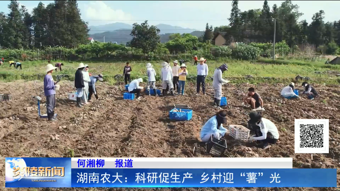 湖南农大：科研促生产 乡村迎“薯”光