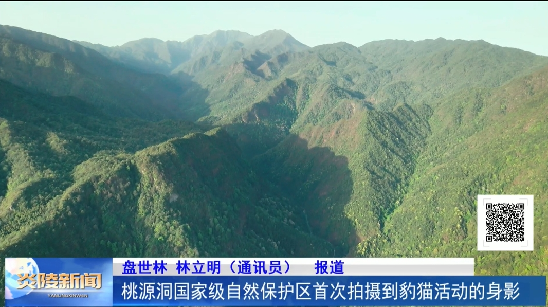 桃源洞国家级自然保护区首次拍摄到豹猫活动的身影