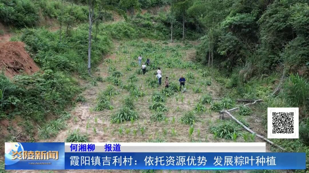 霞阳镇吉利村：依托资源优势 发展粽叶种植