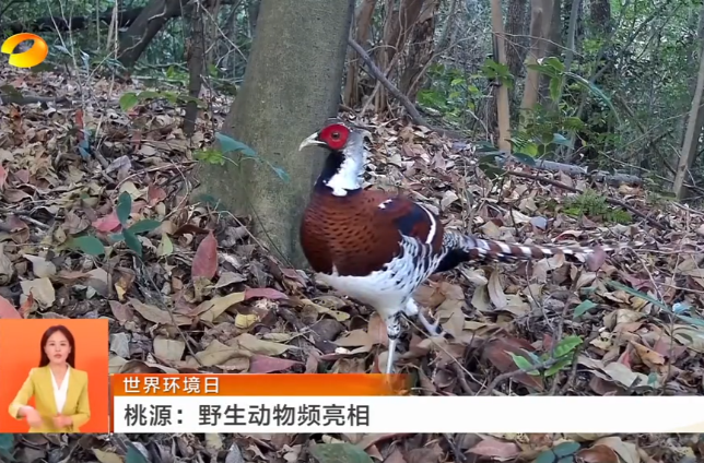 世界环境日 桃源：野生动物频亮相