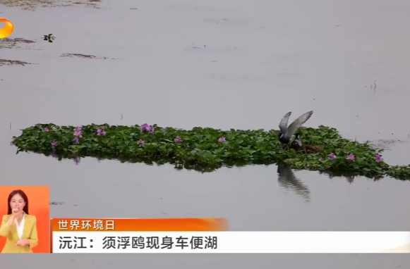 世界环境日 沅江：须浮鸥现身车便湖