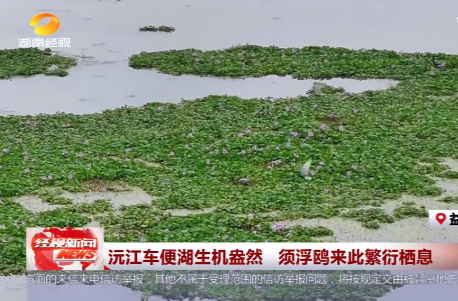沅江车便湖生机盎然 须浮鸥来此繁衍栖息