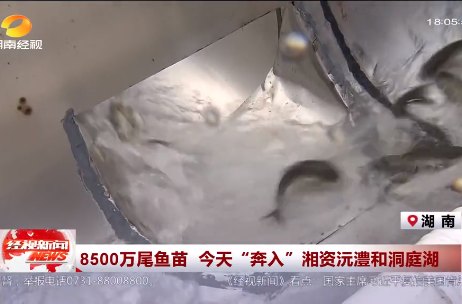 8500万尾鱼苗 今天“奔入”湘资沅澧和洞庭湖