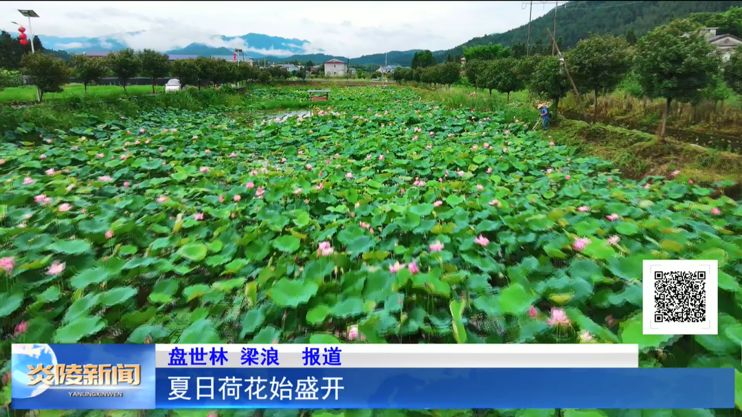 夏日荷花始盛開(kāi)