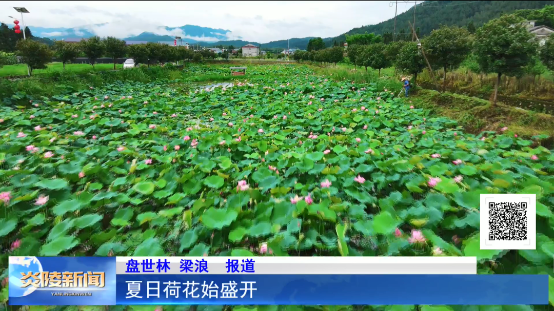 夏日荷花始盛开