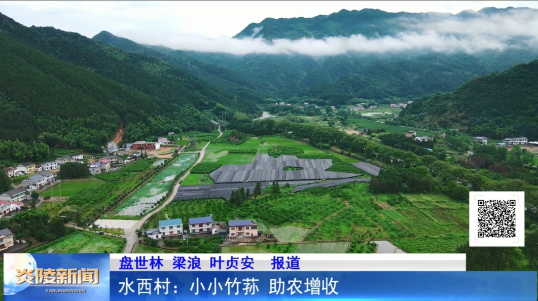 水西村：小小竹荪 助农增收