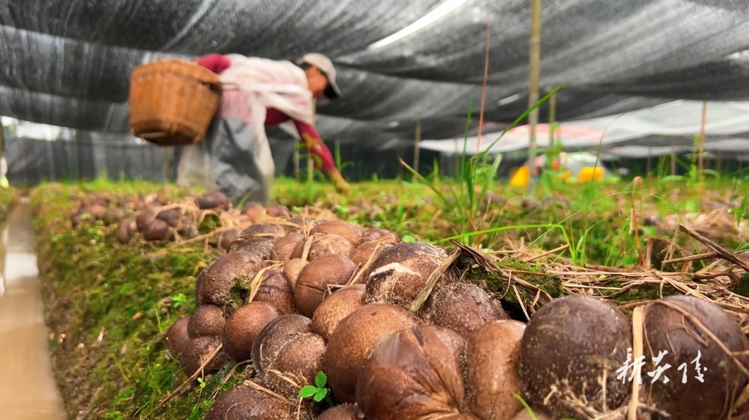 株洲炎陵：小竹荪喜迎丰收 拓宽村民致富路
