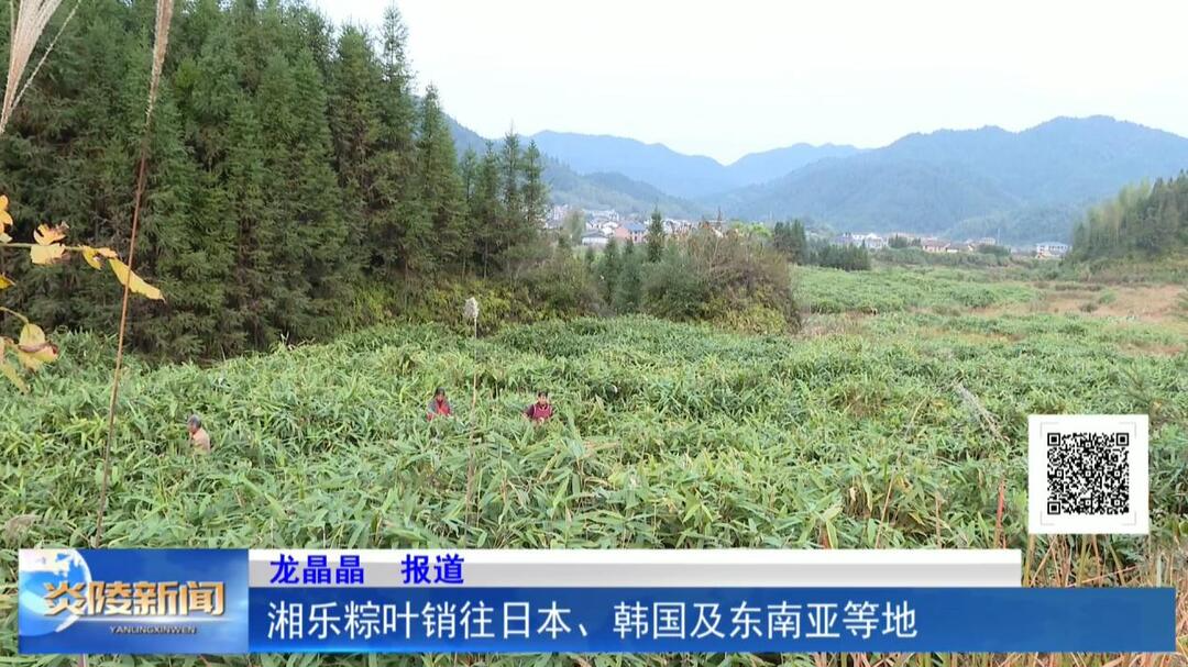 湘乐粽叶销往日本、韩国及东南亚等地
