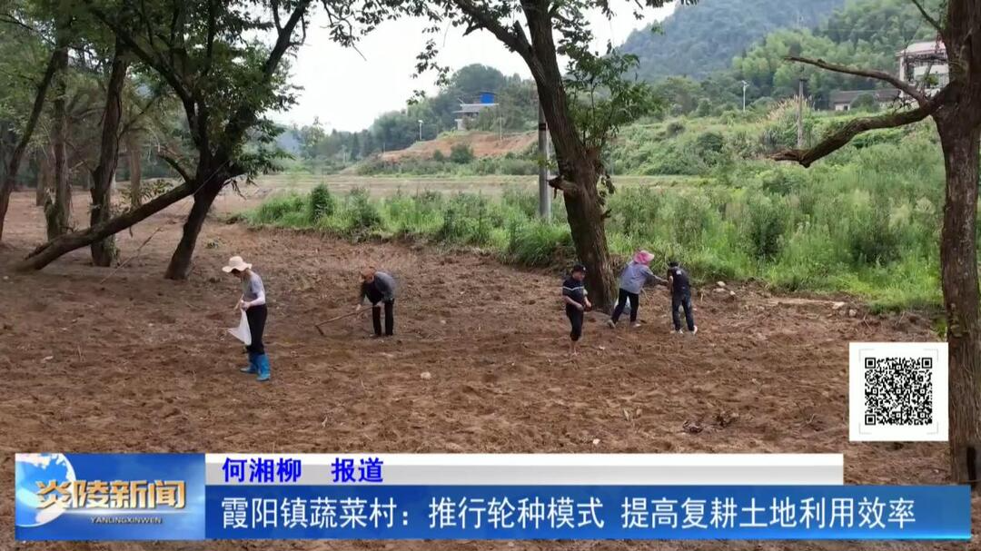 霞阳镇蔬菜村：推行轮种模式 提高复耕土地利用效率