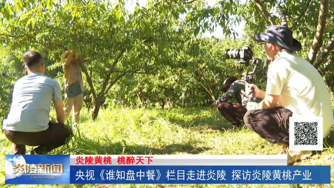 央视《谁知盘中餐》栏目走进炎陵 探访炎陵黄桃产业