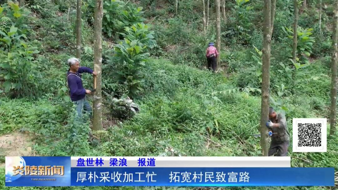 厚朴采收加工忙  拓宽村民致富路