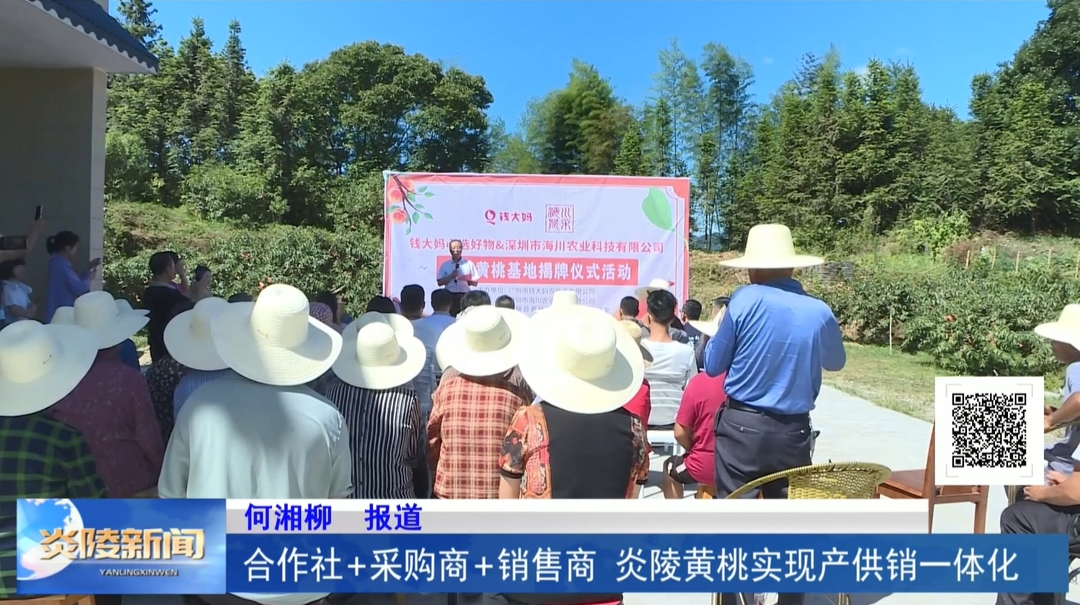 合作社+采购商+销售商 炎陵黄桃实现产供销一体化