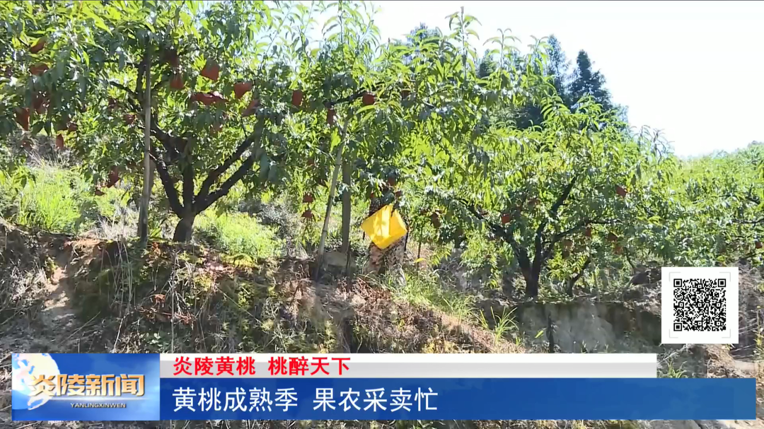 黄桃成熟季 果农采卖忙