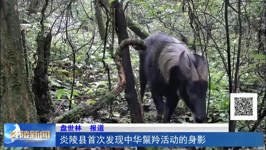 炎陵县首次发现中华鬣羚活动的身影