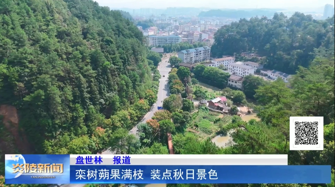 栾树蒴果满枝  装点秋日景色