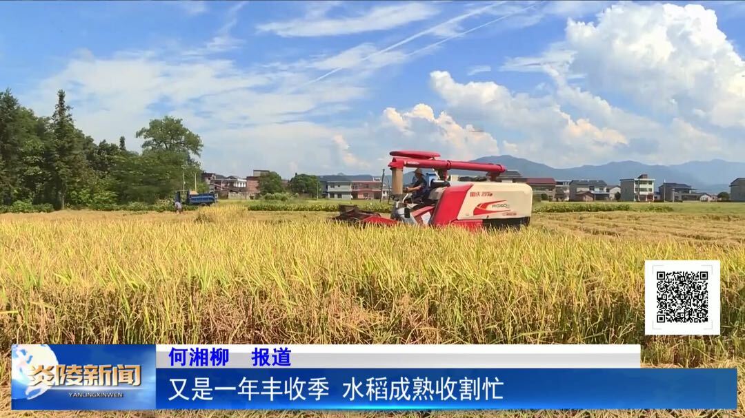 又是一年丰收季 水稻成熟收割忙
