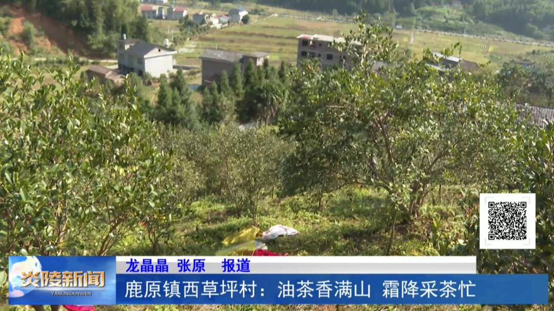 鹿原镇西草坪村：油茶香满山 霜降采茶忙