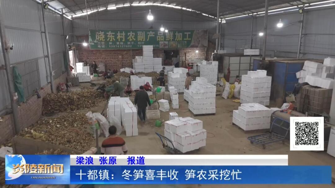 十都镇：冬笋喜丰收 笋农采挖忙