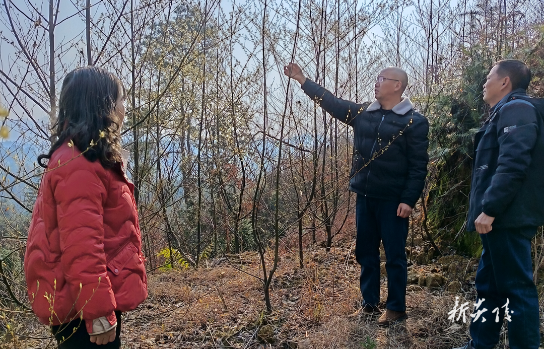 炎陵县十都镇：党建红引领产业绿 山胡椒香飘振兴路