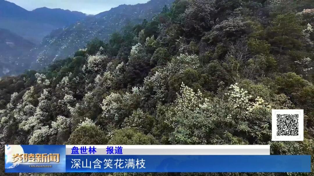 深山含笑花满枝