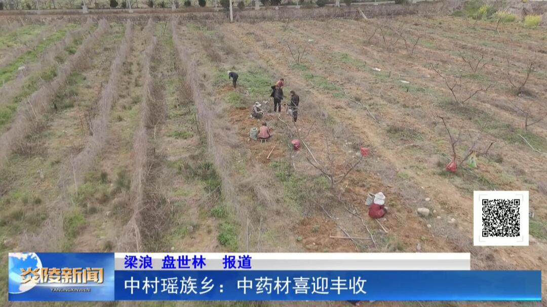 中村瑶族乡：中药材喜迎丰收