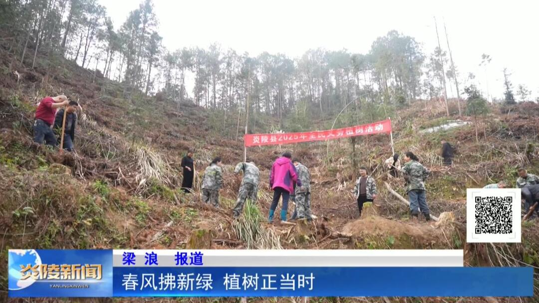 春风拂新绿 植树正当时