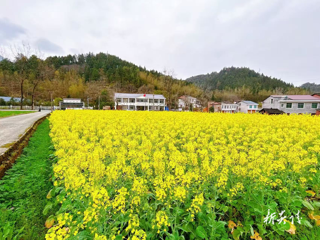 炎陵县船形乡：油菜花开春光美