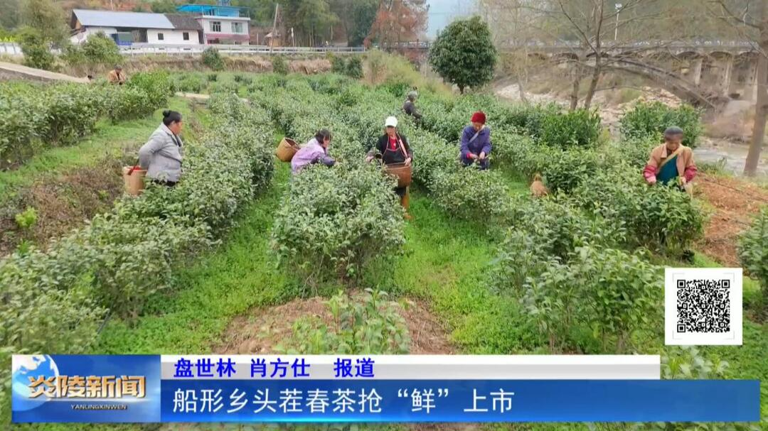 船形乡头茬春茶抢“鲜”上市