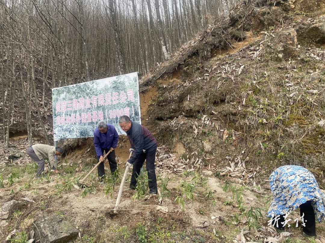 炎陵县下村乡：厚朴林下种黄精 林下经济促增收