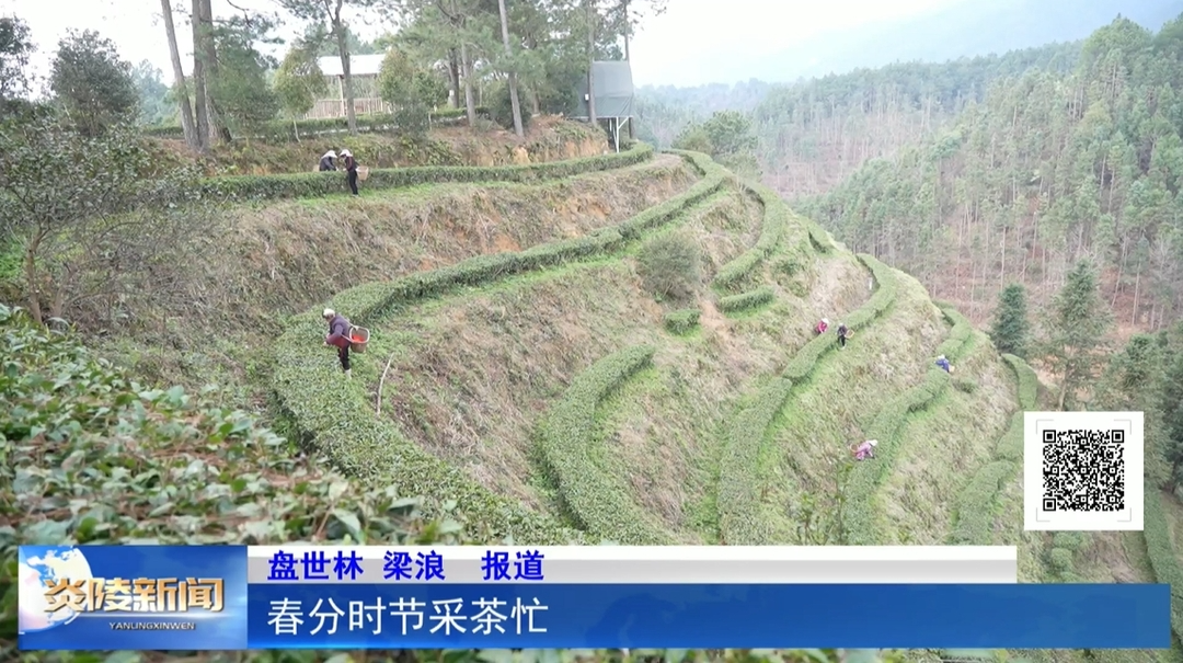 春分时节采茶忙