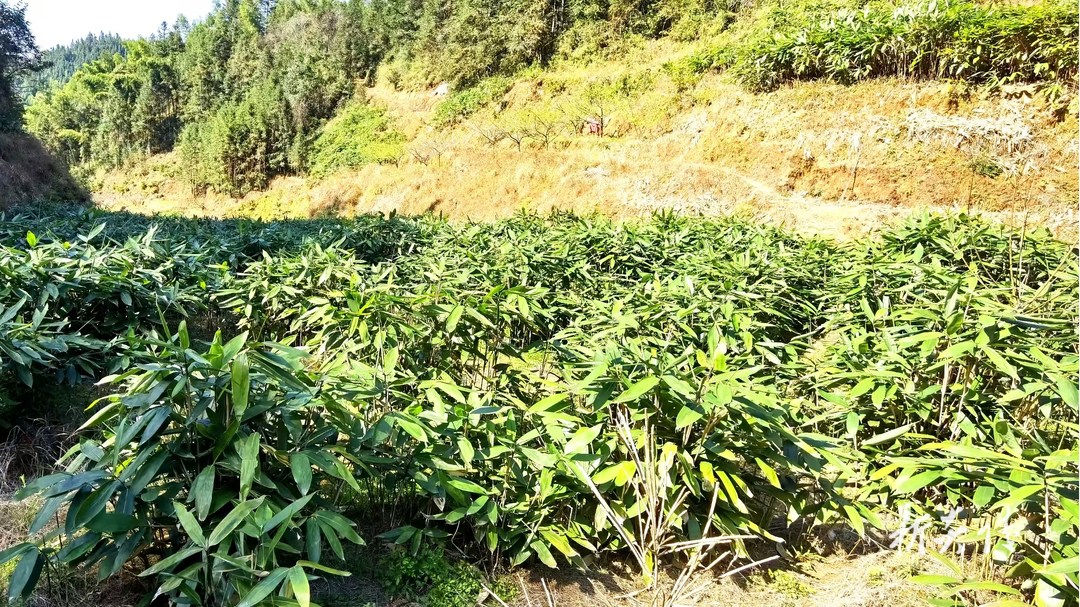 炎陵县十都镇：粽叶生金绿满山  乡村振兴展新颜