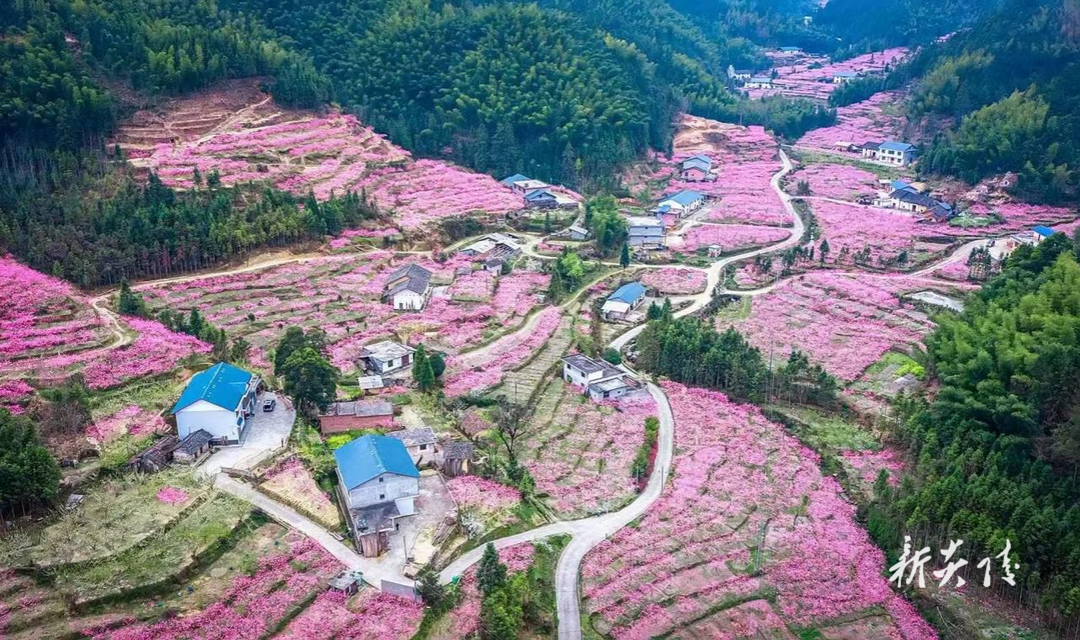 炎陵下村乡：“以花为媒”赋能产业，赏花经济助推乡村振兴