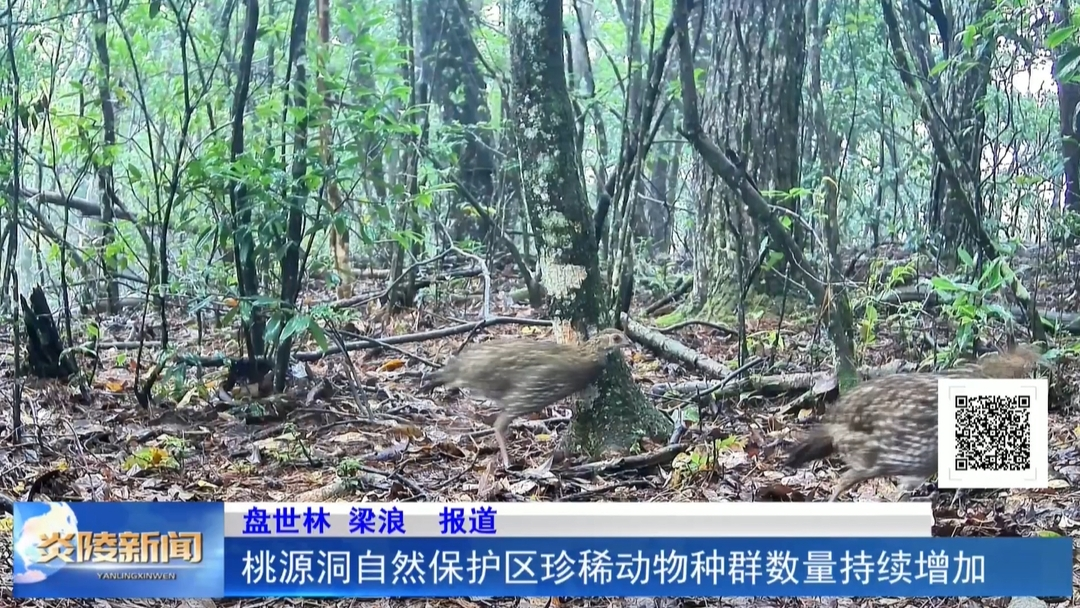 桃源洞自然保护区珍稀动物种群数量持续增加