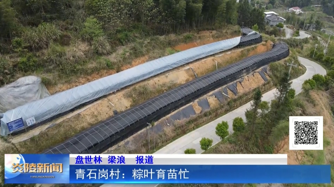青石岗村：粽叶育苗忙