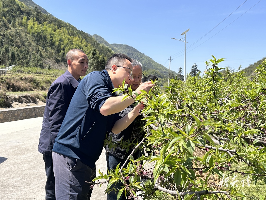 县领导带队到下村乡、水口镇调研黄桃种植情况