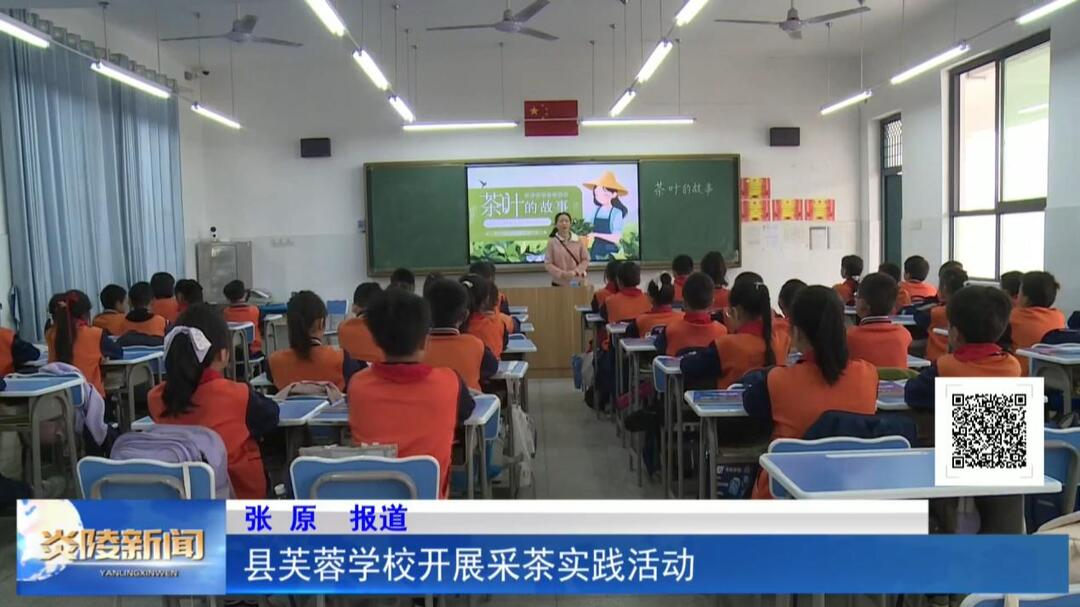 县芙蓉学校开展采茶实践活动